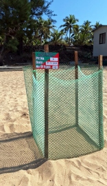 Second Olive Ridley turtle visits Agonda shore, lays 103 eggs