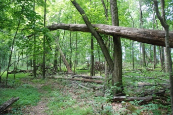 Protecting paradise: Important to curb Goa's forest imbalance