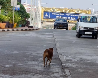 Stray dog menace continues to torment Dabolim Airport