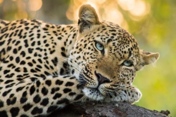 The leopard in my village!