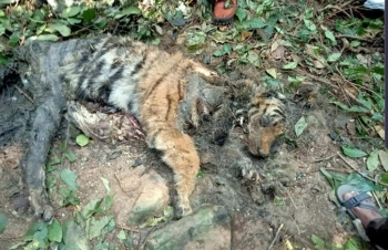4 yrs later, case of 4 tiger deaths hasn't reached closure