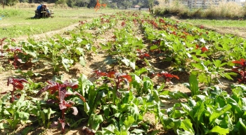 Farmers in dark over Master Plan 2041 proposals for their fields