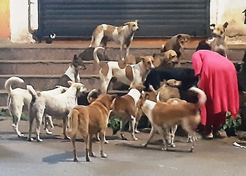 All eyes on MMC CO's moves to award Animal Birth Control programme work