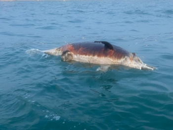 Dolphin carcass spotted off Benaulim coast