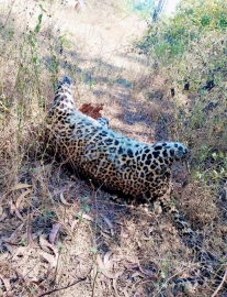 Leopard carcass found at Usgaon raises suspicions of foul play
