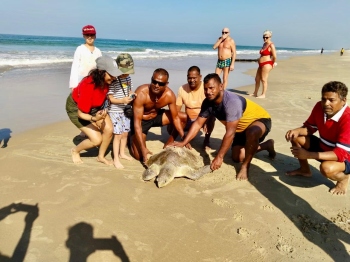 Benaulim fishermen come to rescue of entangled sea turtle