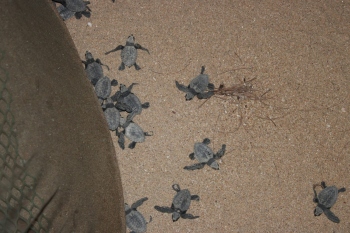 Season’s first set of 77 Olive Ridley hatchlings released from Agonda