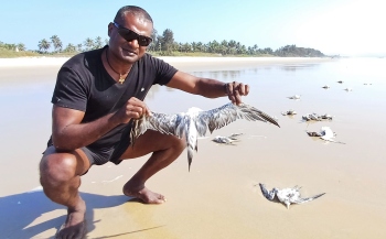 Dolphin carcass washed ashore at Colva, dead seagulls at Benaulim