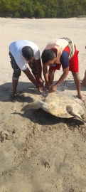 Turtle trapped in fishing net rescued near Galgibaga shore