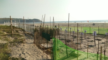 112 Olive Ridley turtles laid 11,000 eggs in two months in Morjim coastal area