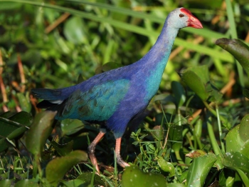 The purple panic in our paddy fields