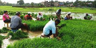 Goa State Amritkal Agriculture Policy handed to govt for okay