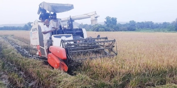 Seraulim farmers complain bypass work, raw sewage affecting farming