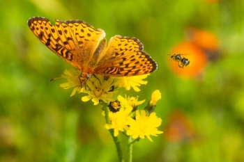 Pollinators: Persistence through peril