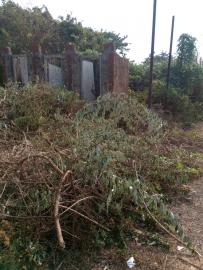 Calangute Forum raises alarm over beach vegetation destruction