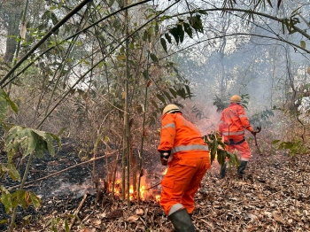 Cashew plantation gutted in fire at Dhargal