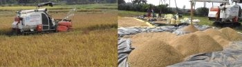 Nuvem farmers reap rich harvest from fallow fields