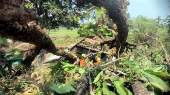 Sirsaim woman injured after tree falls on house