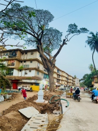 Forest Dept allows translocation of Banyan tree, axing of rain tree