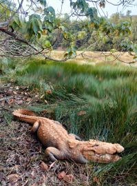 Injured crocodile rescued in Poira