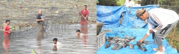 Farmers harvest fresh water fish from Curtorim lake