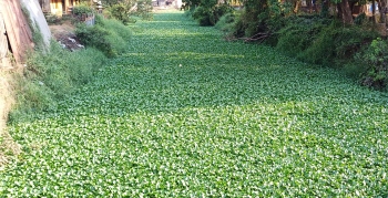 Water hyacinth chocking river Sal but WRD pressed for time to act due to poll code