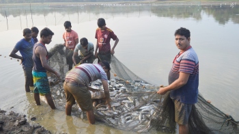 Farmers harvest bumper catch of fresh water fish at Ralloi Tollem
