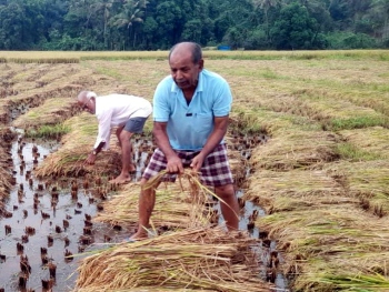 Unseasonal rains damage paddy cultivation in Bicholim