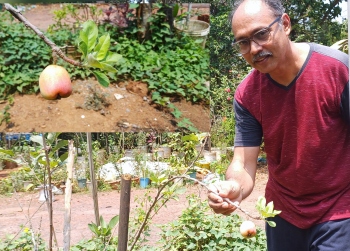 Welcome to Mendes farm at Raia where apples are being grown