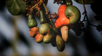 Cashew production hit by 50%, farmers seek relief