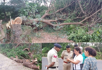 Activists decry felling of trees in Margao instead of trimming