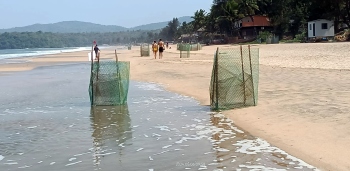 Seawater damages 4 turtle pits at Agonda nesting site