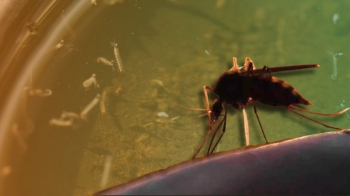CoP issues monsoon safety directives to preventing vector-borne diseases