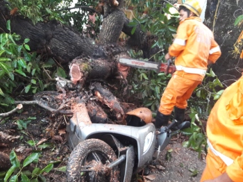 2 vehicles damaged in tree fall at Korgao