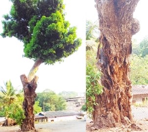 'Dangerously weak' mango tree still stands tall on Pajifond road