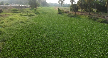 De-weeding of Sal river gets underway