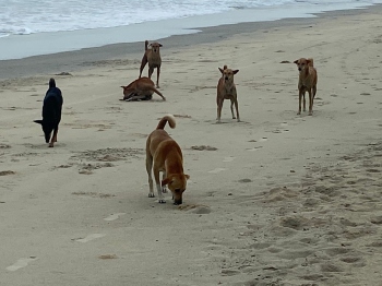 Another tourist injured as strays attack her at Benaulim beach