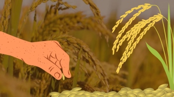 Agri dept rolls out subsidised seeds for bountiful kharif season, kitchen gardening.