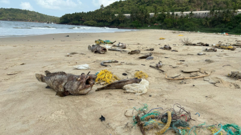 Fish mortality in Velsao sparks concern, fishermen demand govt. intervention