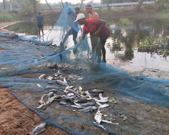 Sucaldem restoration exercise yields bountiful fish harvest