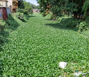 De-weeding of River Sal completed in one part