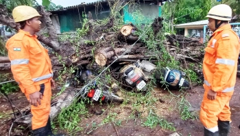 Two-wheelers damaged in tree collapse