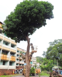Hazardous tree cut down in Pajifond