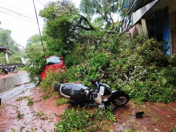 3 vehicles damaged as tree crashes down at Curtorim