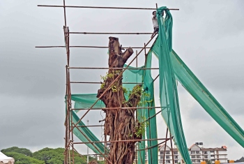 Translocated banyan tree unveiled at Campal