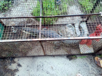 Crocodile trapped; relief to Velsao farmers, locals