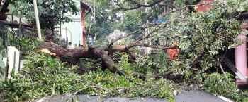 Tree fall disrupts traffic on busy Margao road