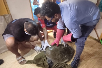 Olive Ridley turtles rescued at Colva beach
