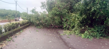 Driver has narrow escape as tree falls at Usgao