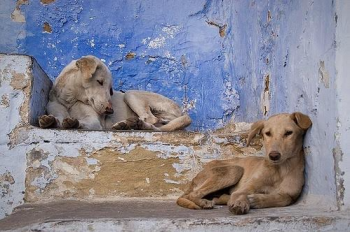 Rescue and rehome the strays